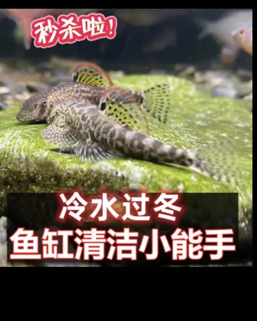 冷水清道夫 吸鳅  淡水观赏鱼除藻工具