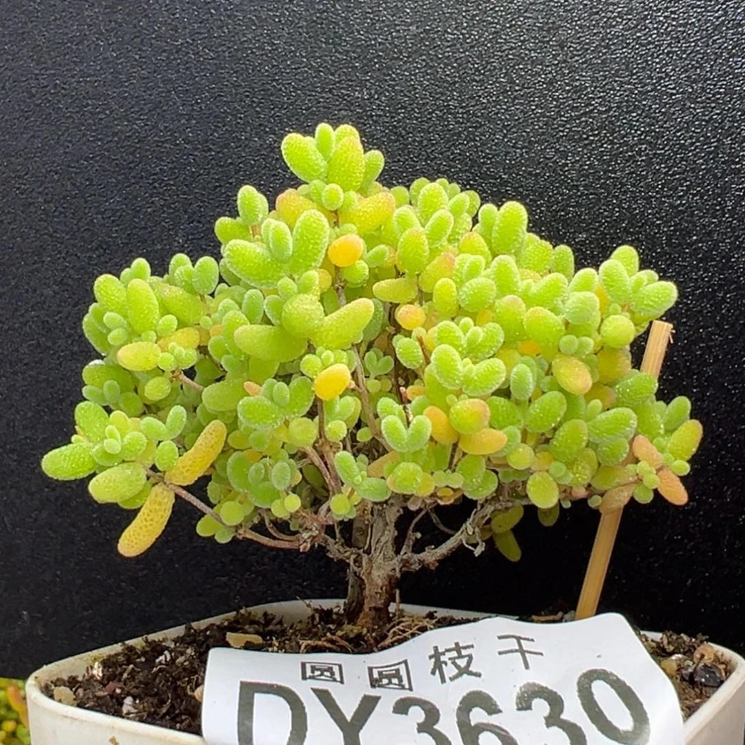 dy3630小可爱蜜橘糖球冠幅6cm