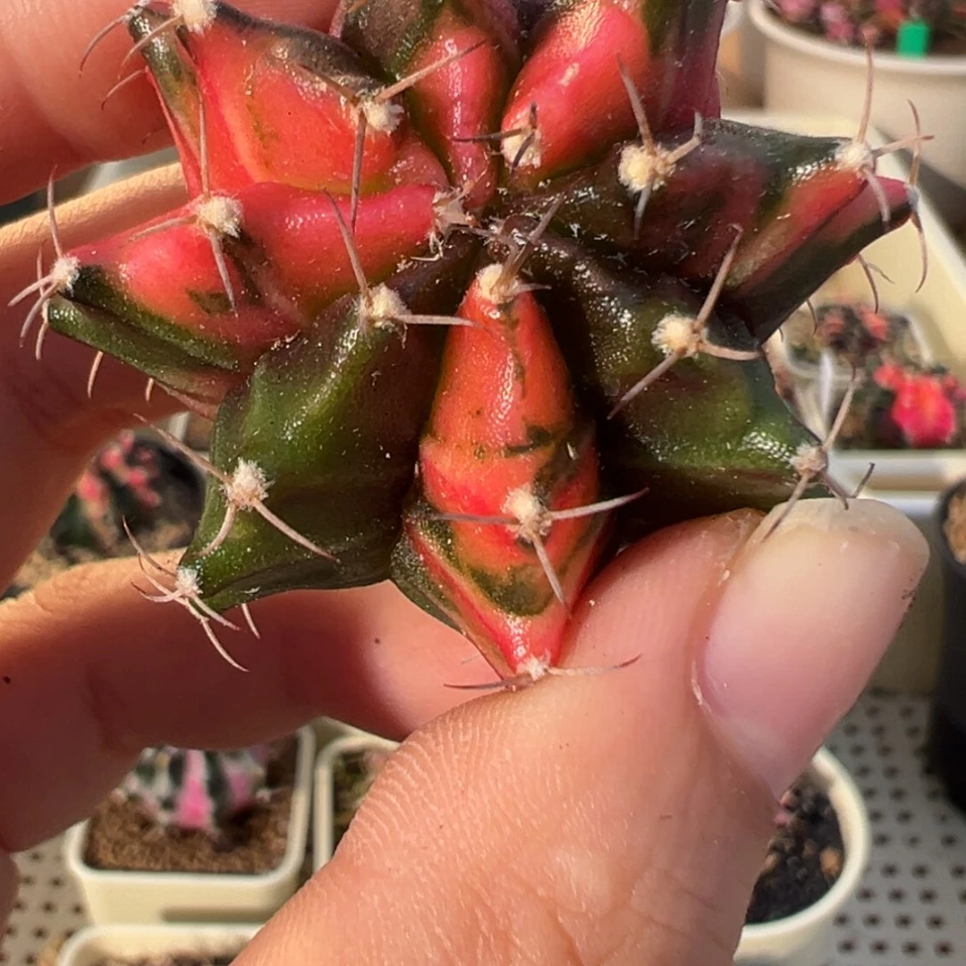 195 好看的米哈冲冲冲