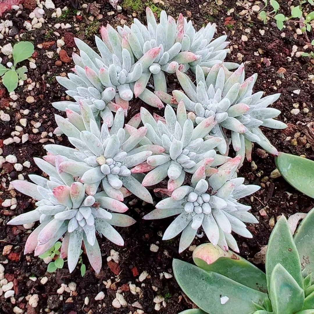 8091白鹭仙女多肉