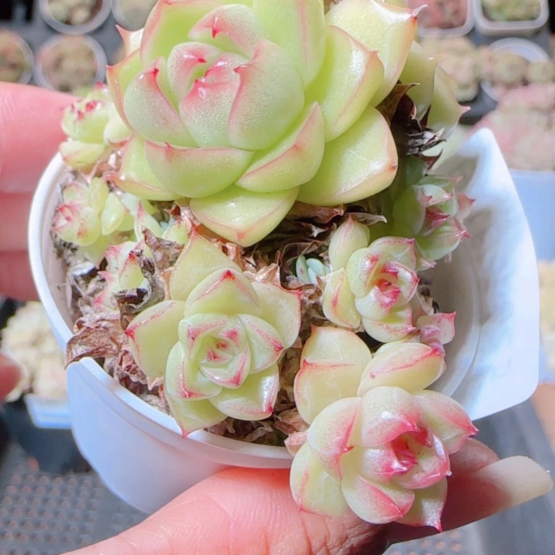 花语逸镜1117-533散