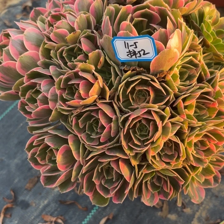 女妖多肉不包损52