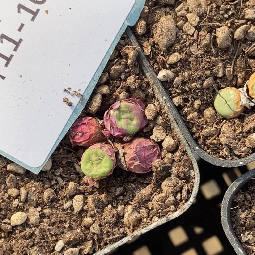 ?****?11-108肉锥多肉植物