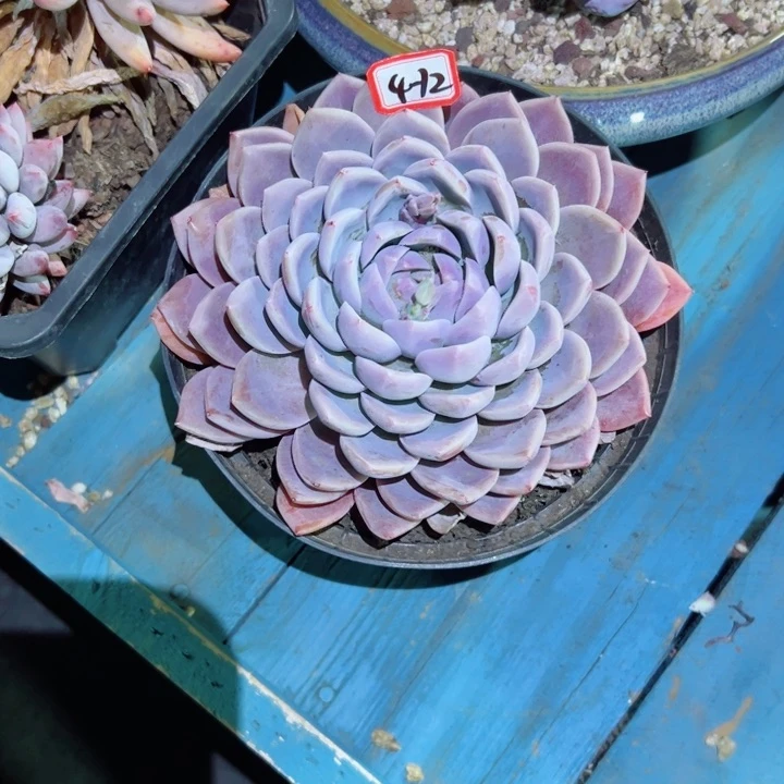 东*精品多肉植物老桩