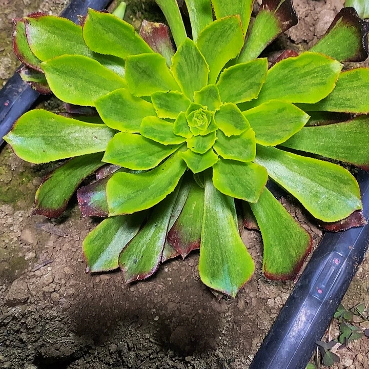 黑萝莉皱叶一圈侧芽