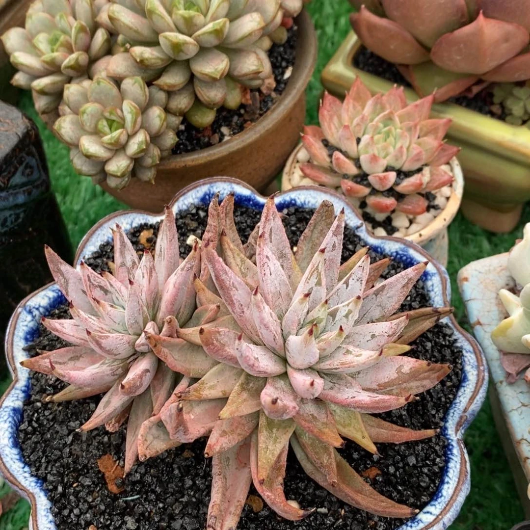魔爪多肉植物盆栽