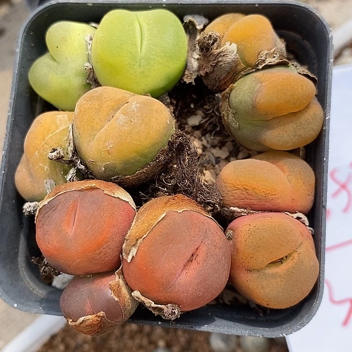 2553丝绒双头彩蟠桃一组