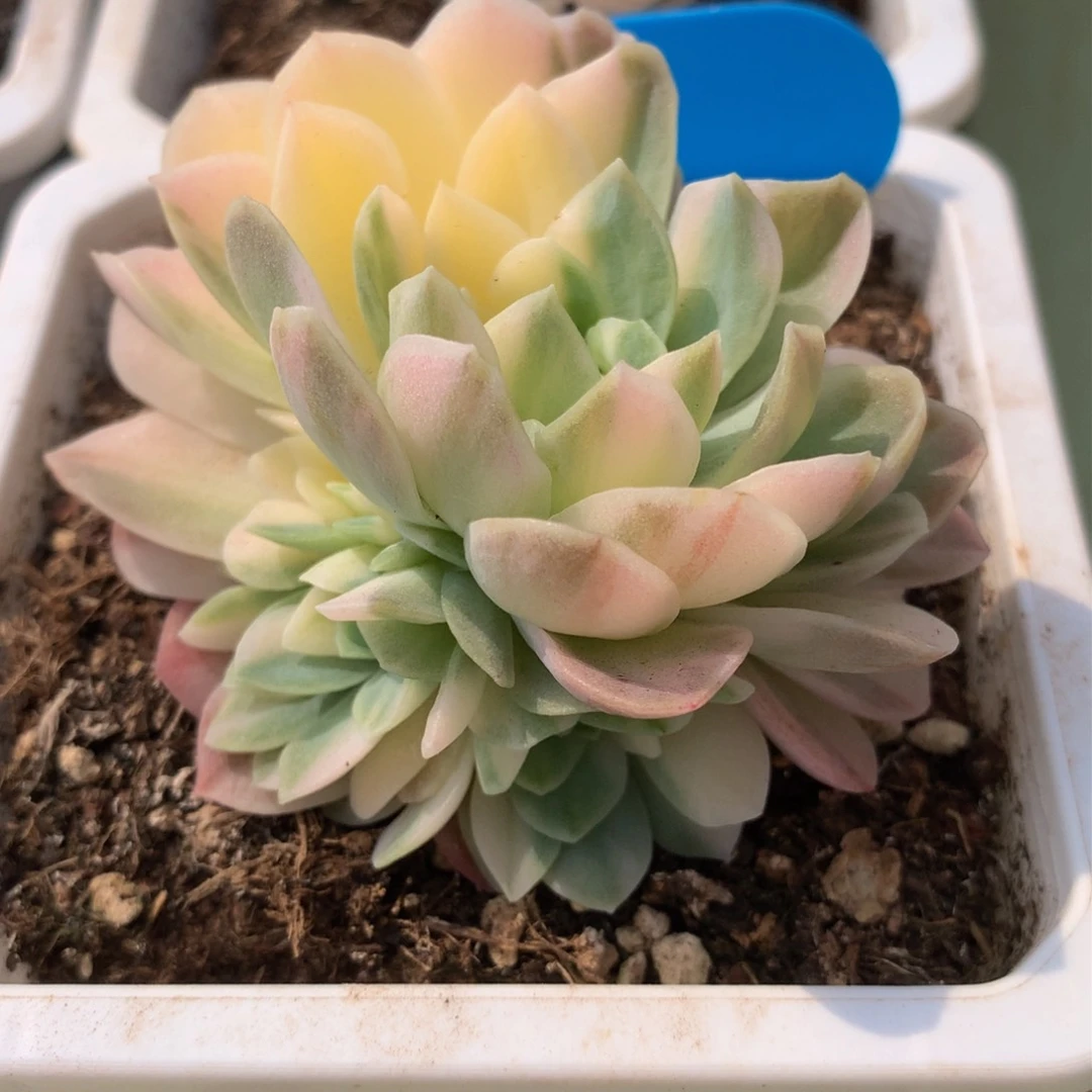 冰梅锦捧花锦上园艺一物一拍