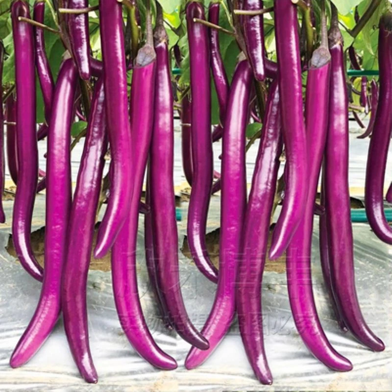 小店紫皮茄子杭茄一号长茄种子茄子种孑线茄蔬菜种籽茄子细长茄子