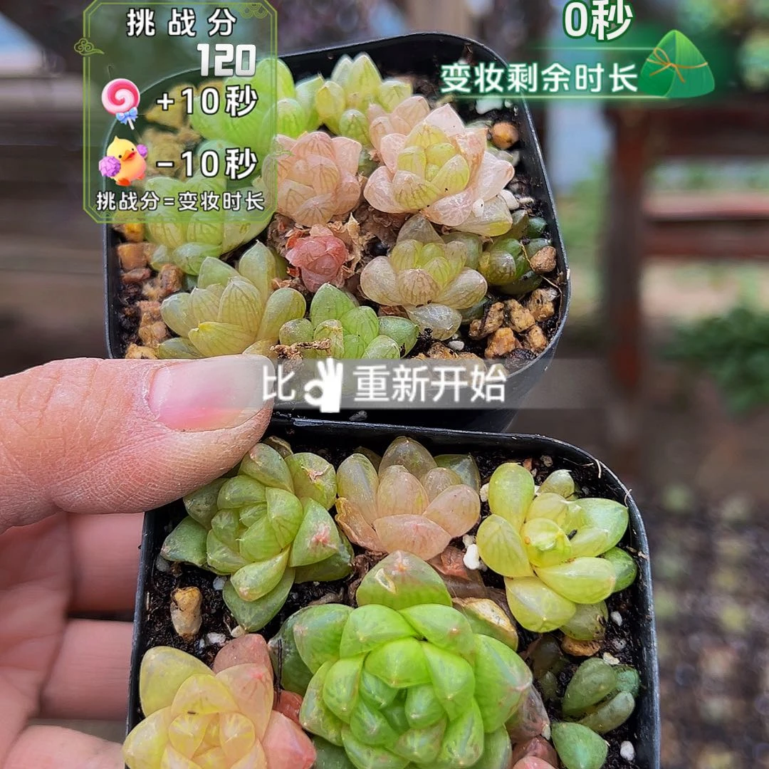 1222，粉色玉露，一单两颗，带盆带土法