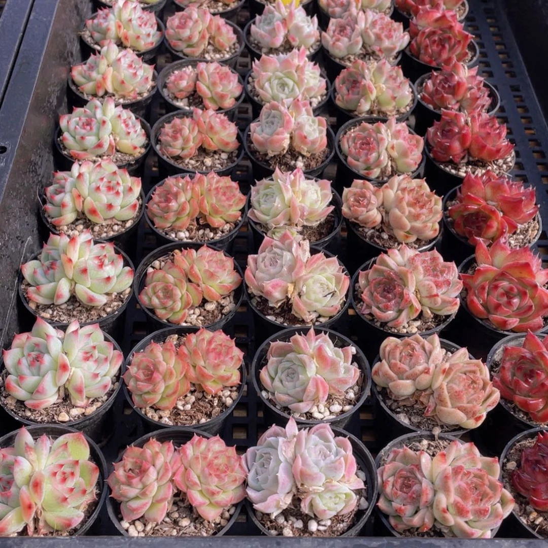 1438号 精美组合双头5个