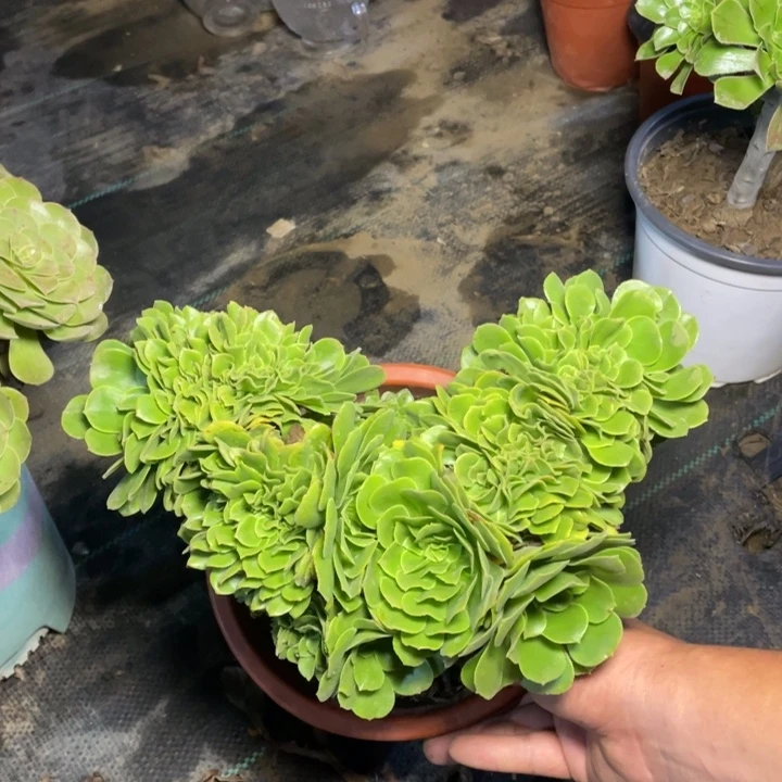 25绿羊绒缀多肉植物多肉