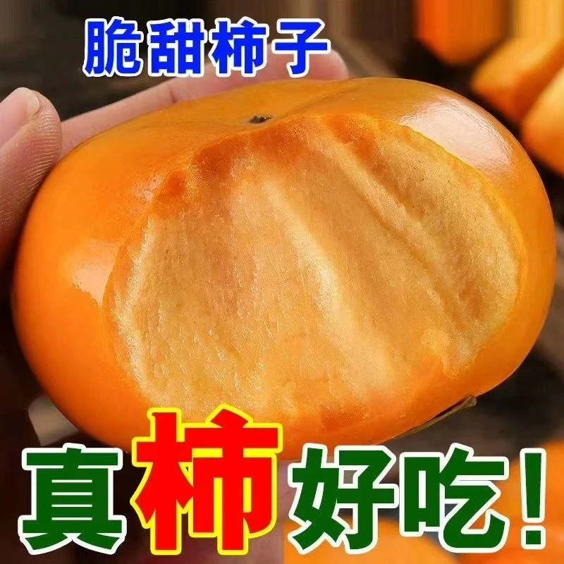 3斤密云 正宗脆皮柿子  脆甜可口 现摘现发  果园直发北京市