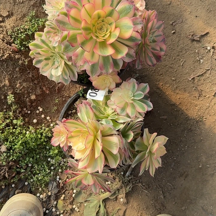 089倾城哈哈哈哈哈哈哈哈哈哈哈哈