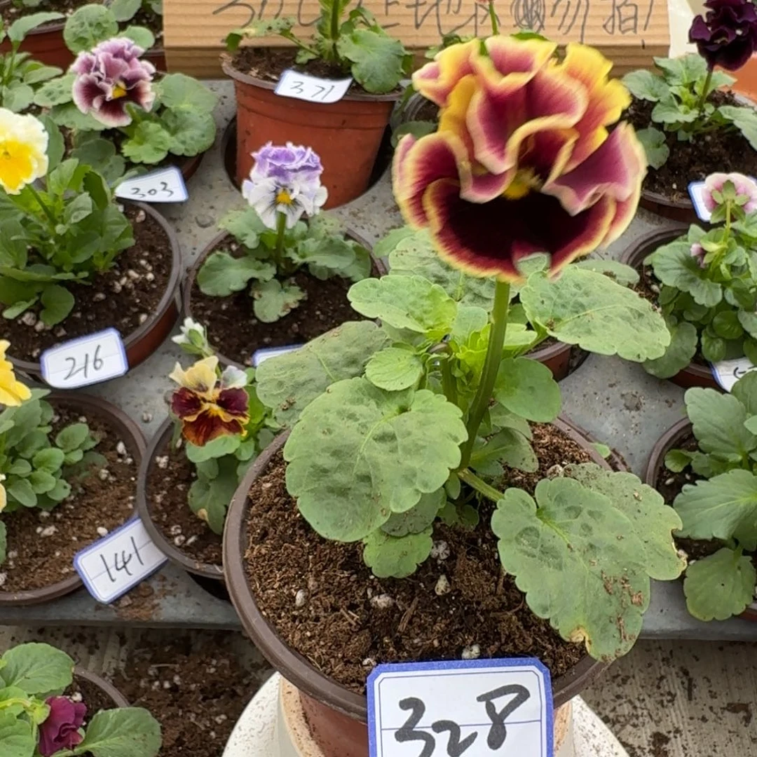 完全开放皱边角堇328