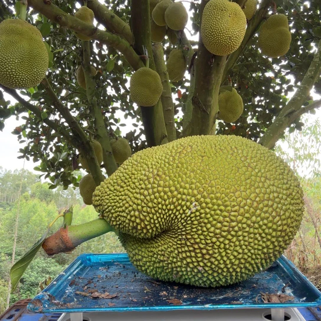 小菠萝20号无胶菠萝蜜
