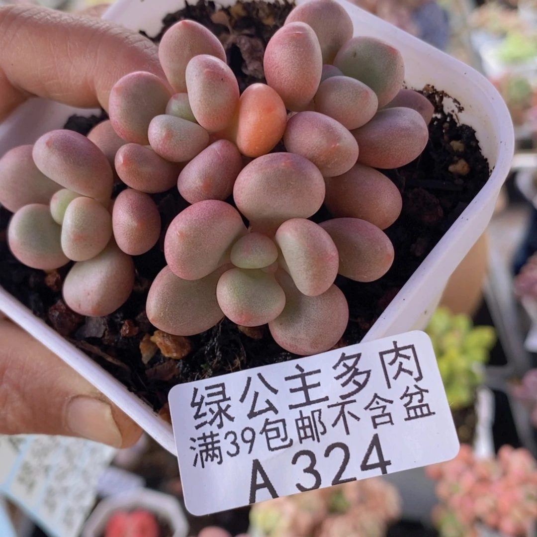 先锋派6cm324多肉植物