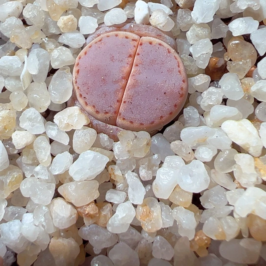 206-305多肉饼干多肉