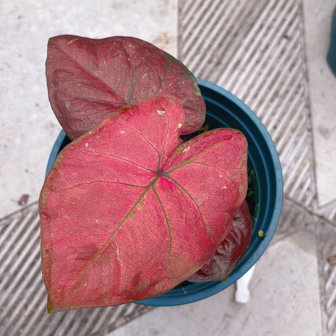 完全开放泰彩一物一拍4210