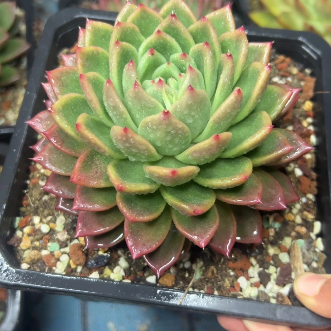 多肉植物一物一拍（26号）