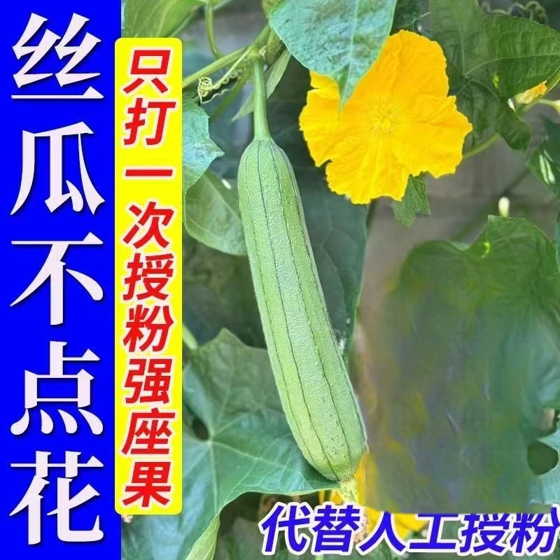 丝瓜座果王全株喷雾无需沾花开花多结果多瓜直瓜绿无畸形