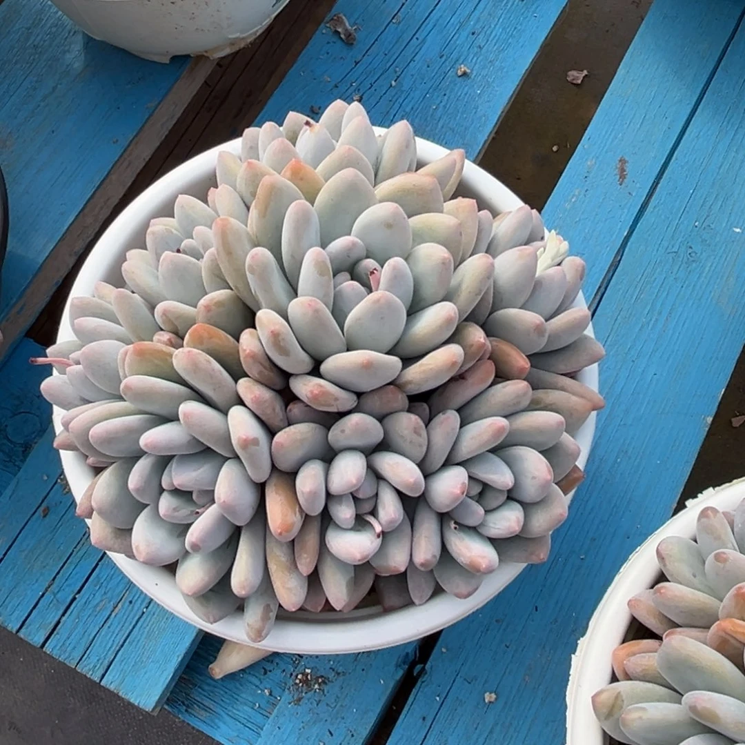 唯****愁小雨多肉千愁香水