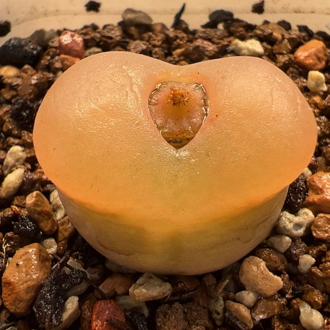 985多肉植物种类多样