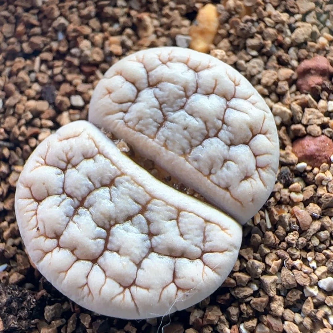 0549/白肌189/多肉植物/
