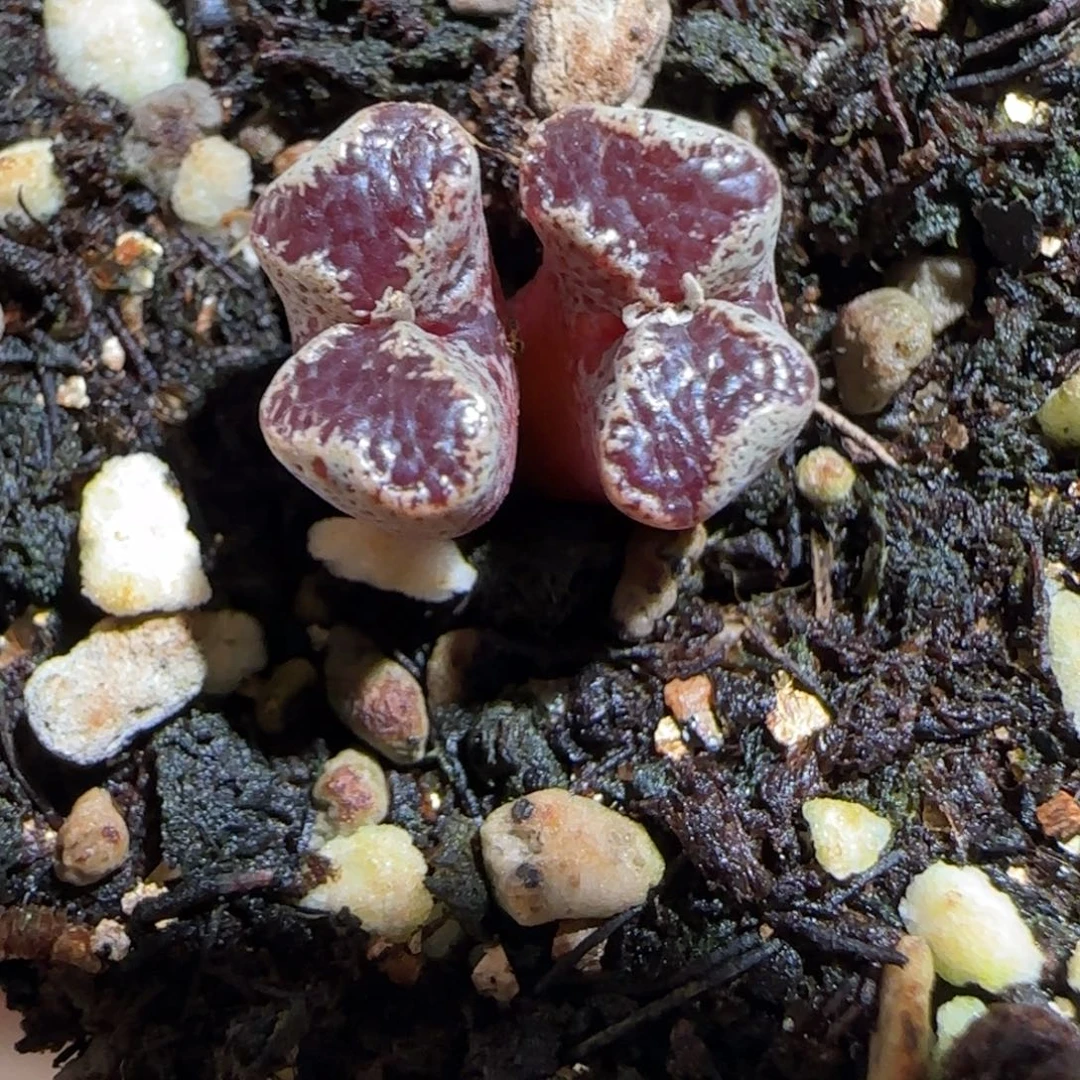 肉锥多肉植物组合-蝴蝶896