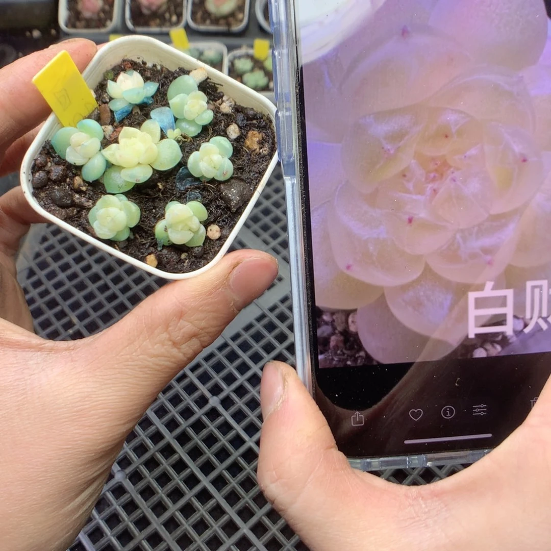 白财4颗yyyyyyyyyy