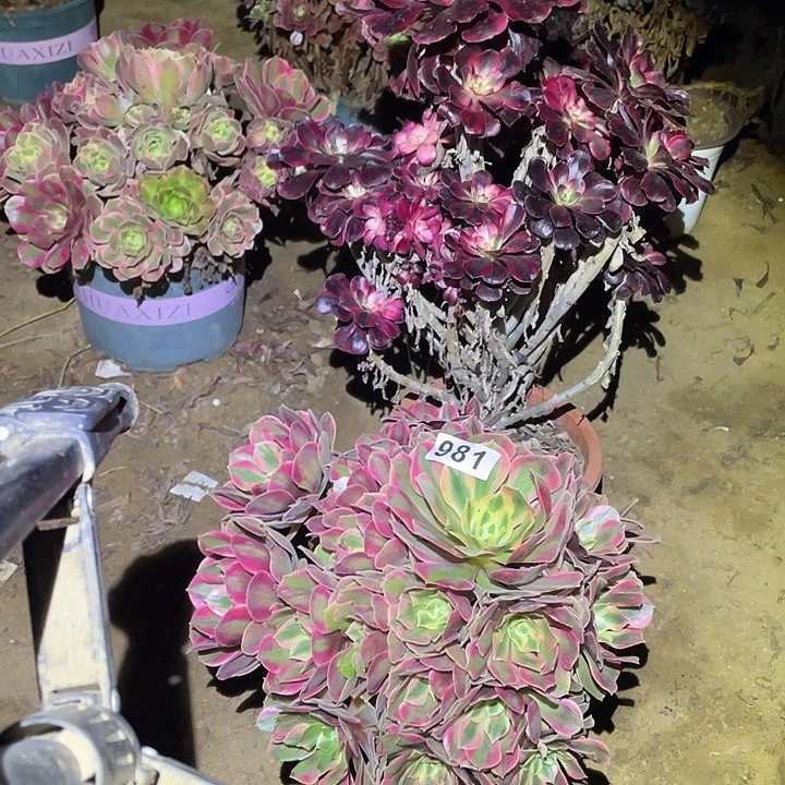 多肉植物断枝不包981女妖丽娜