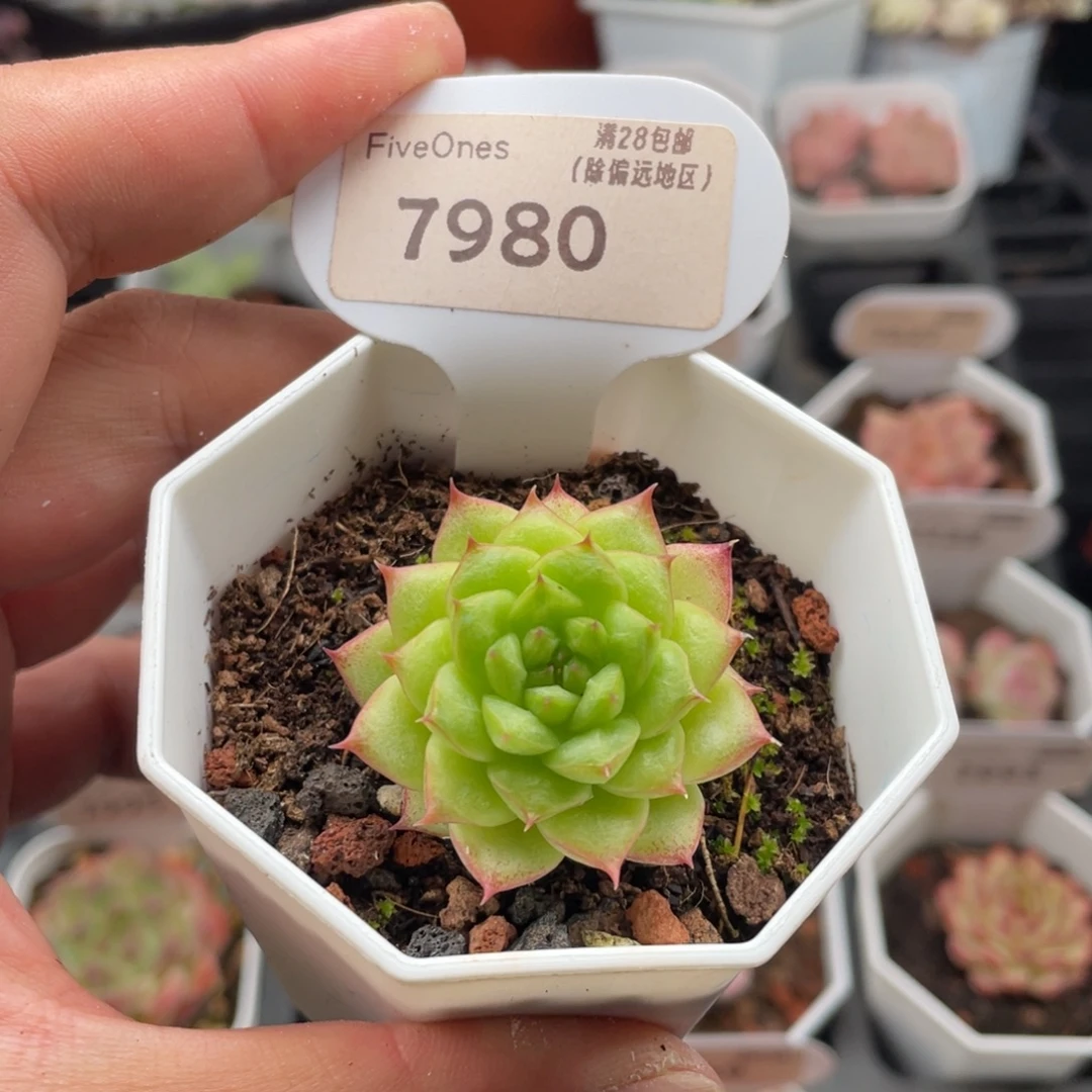 绿水鬼7980-4厘米