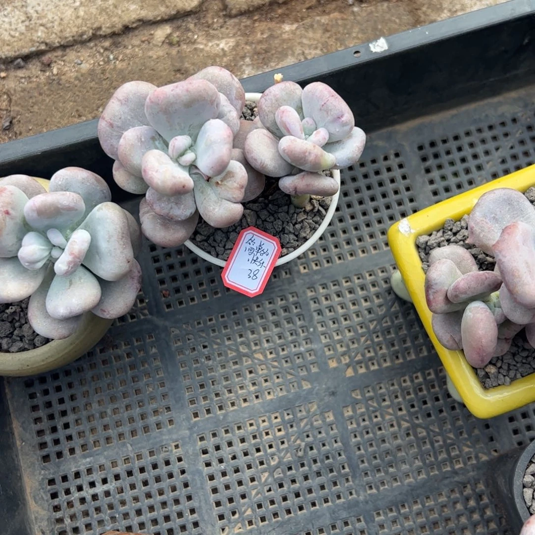 多肉植物多肉植物