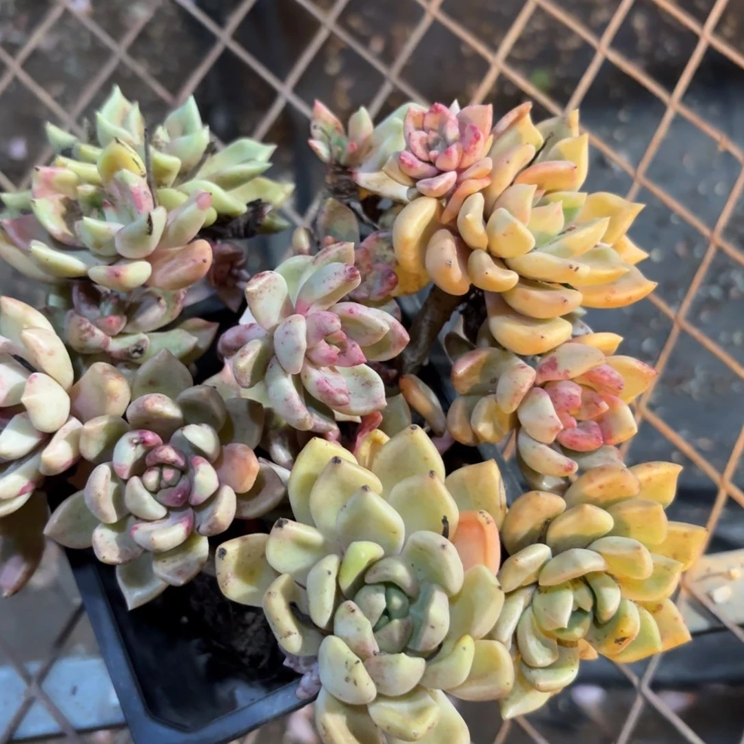 可*崔昌啊啊啊啊