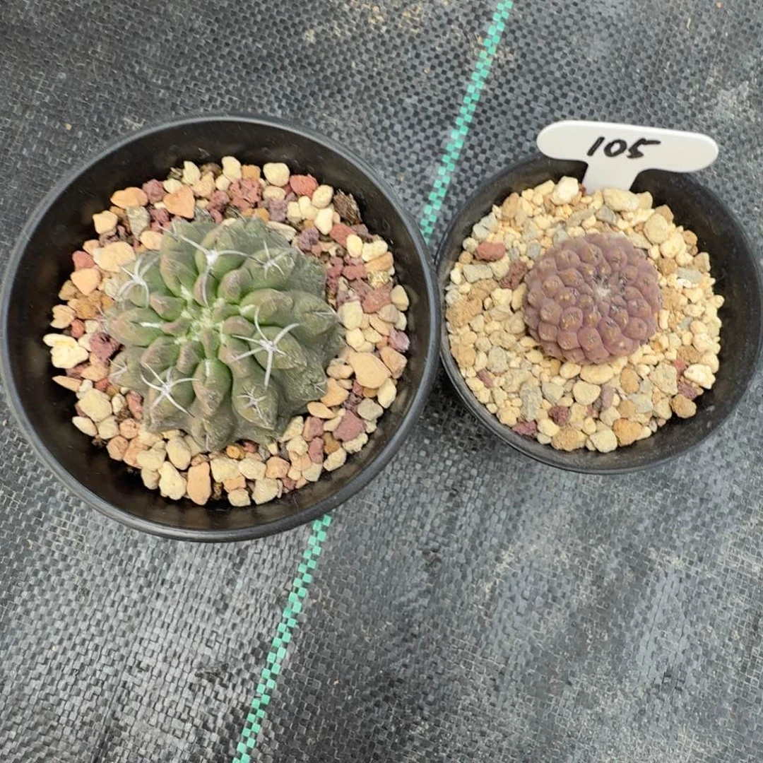 天****康105实生仙人球两颗