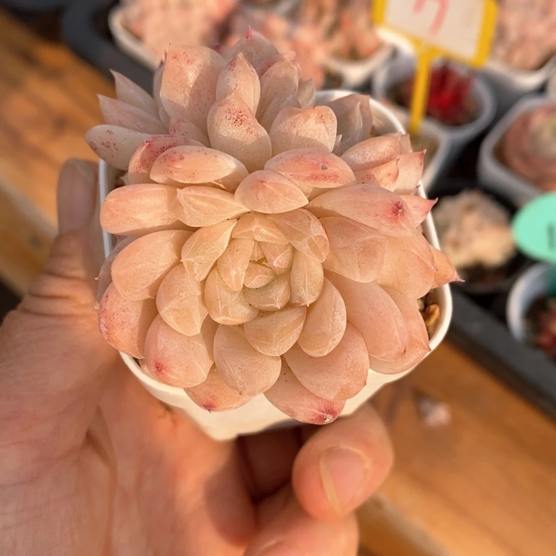 精品多肉一物一拍不包整69