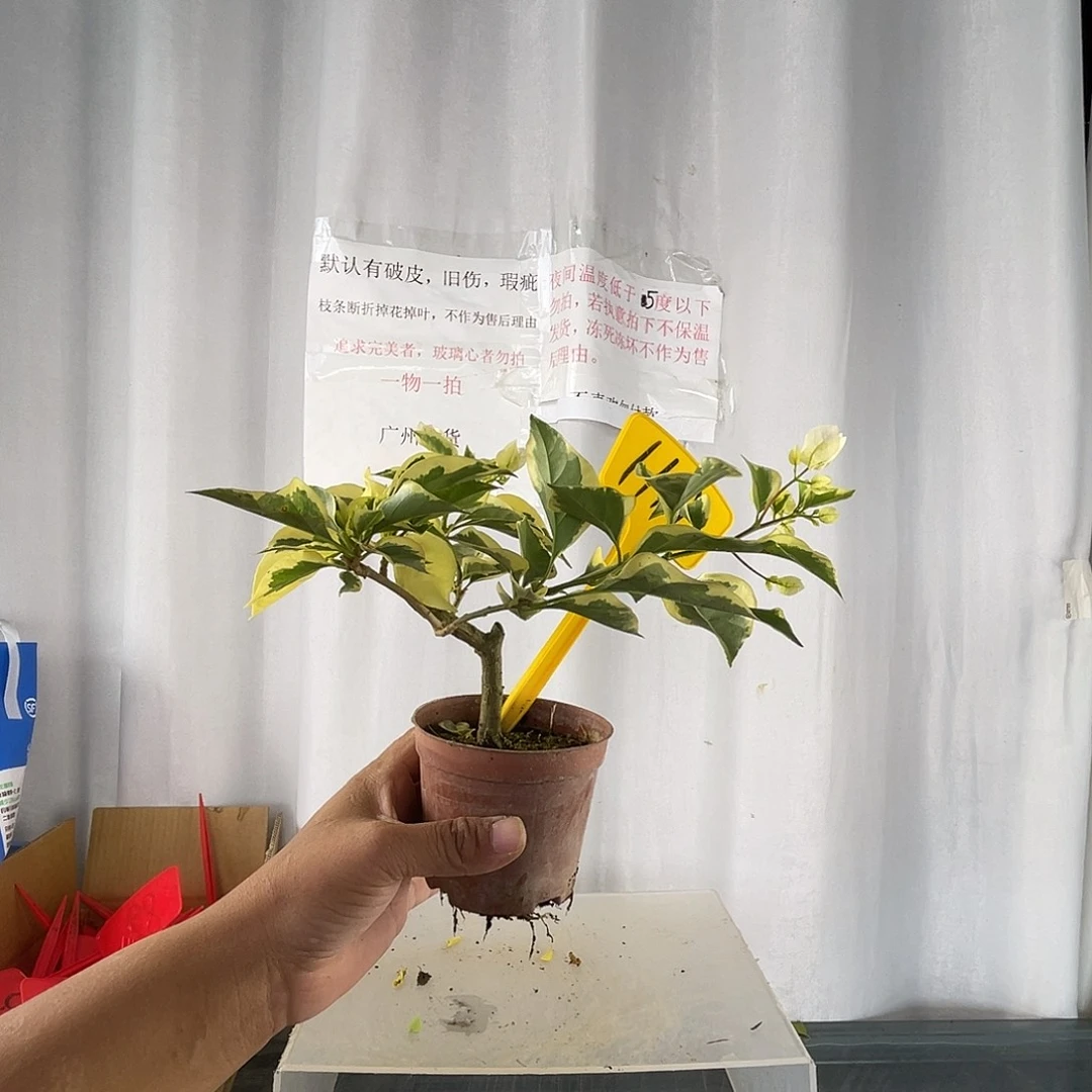 当前无花栽培后可以开花1112金边绿樱迷你款