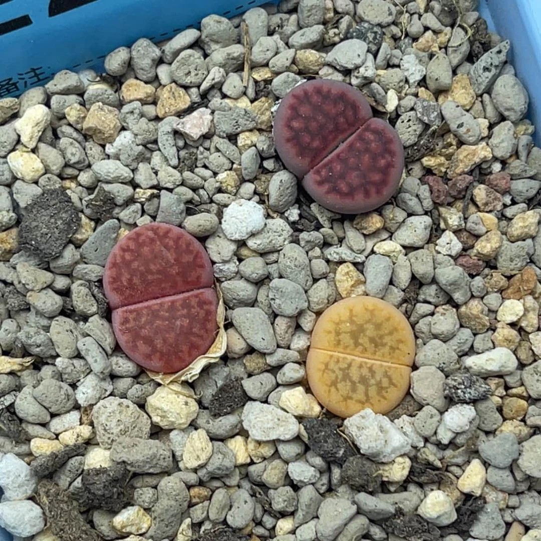 2431花纹锦三颗。