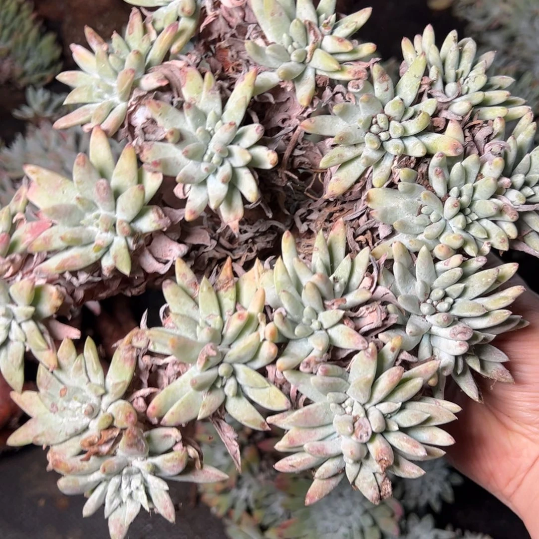 4527哈哈哈哈哈哈哈哈哈