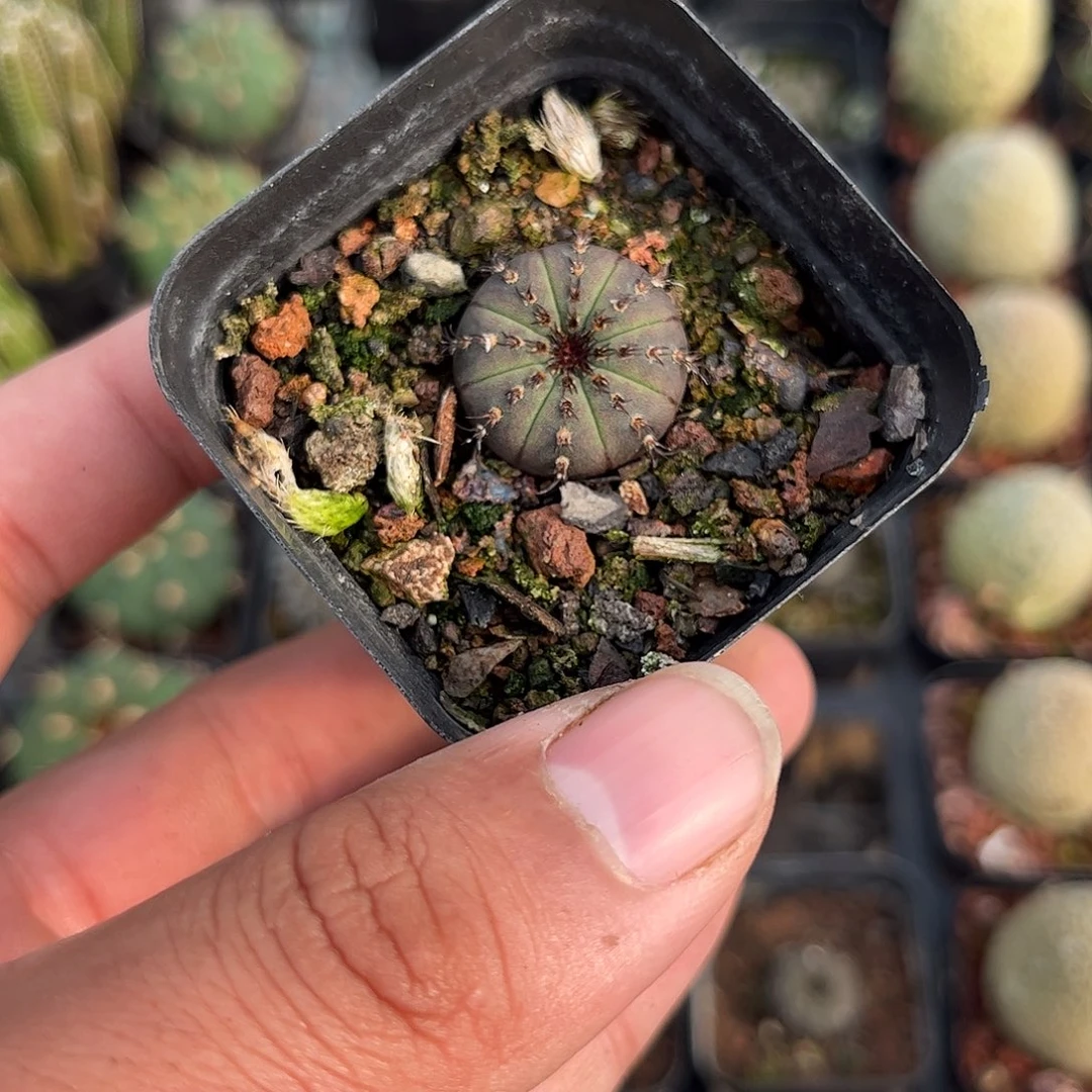 艳姬士童单头发货单头发