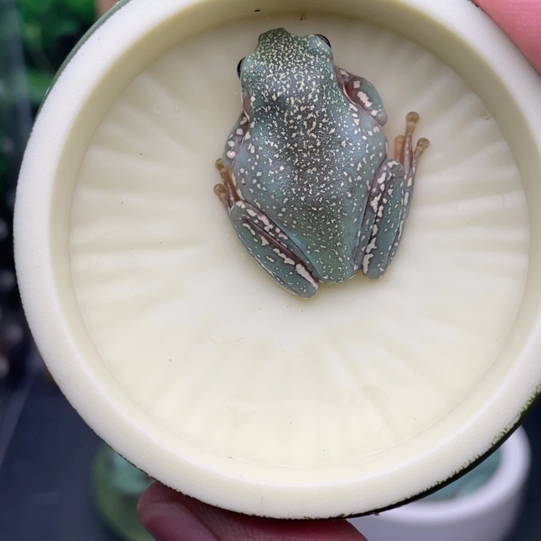 老爷树蛙4号提夫尼蓝金暴雪