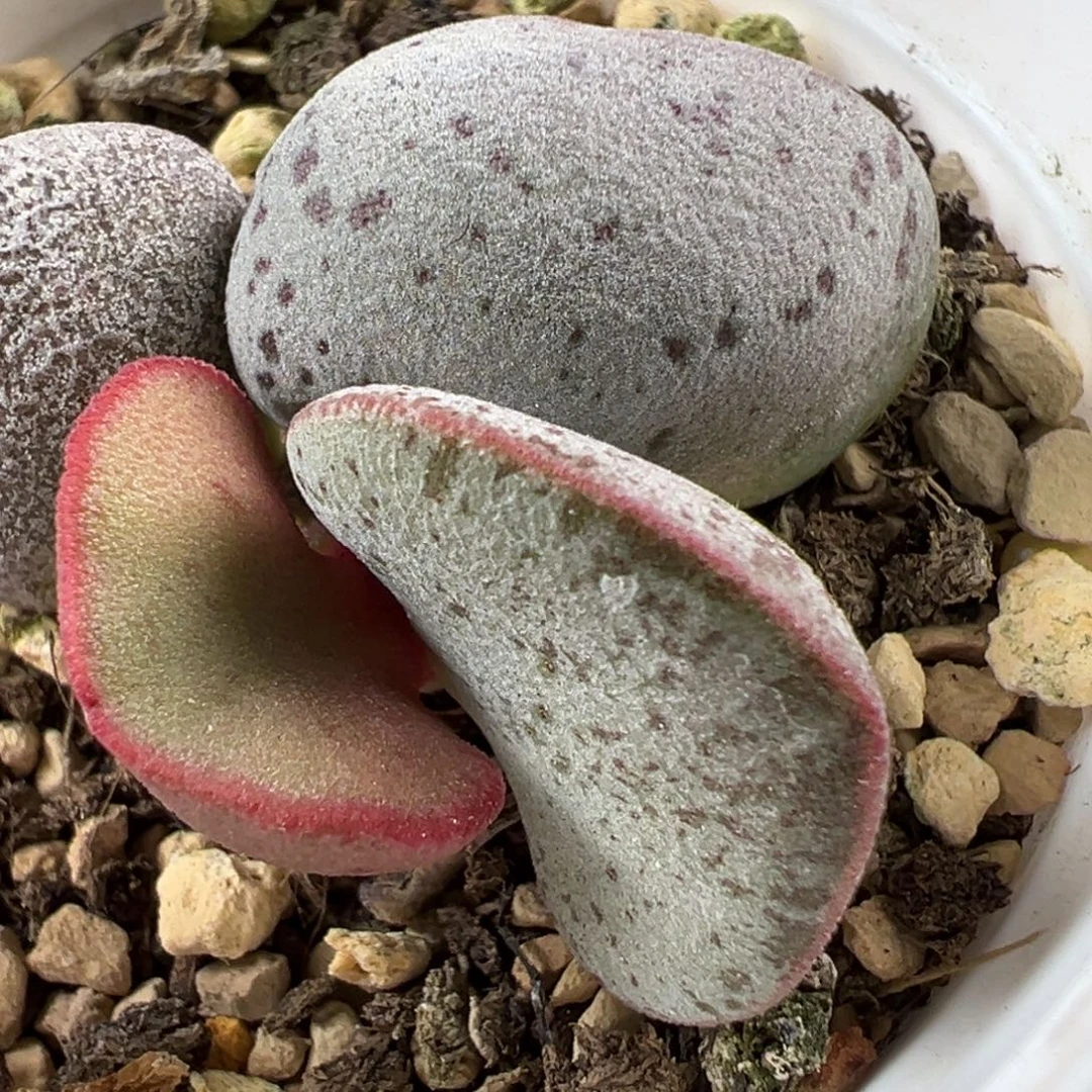 实生新品多肉植物水泡多肉植物