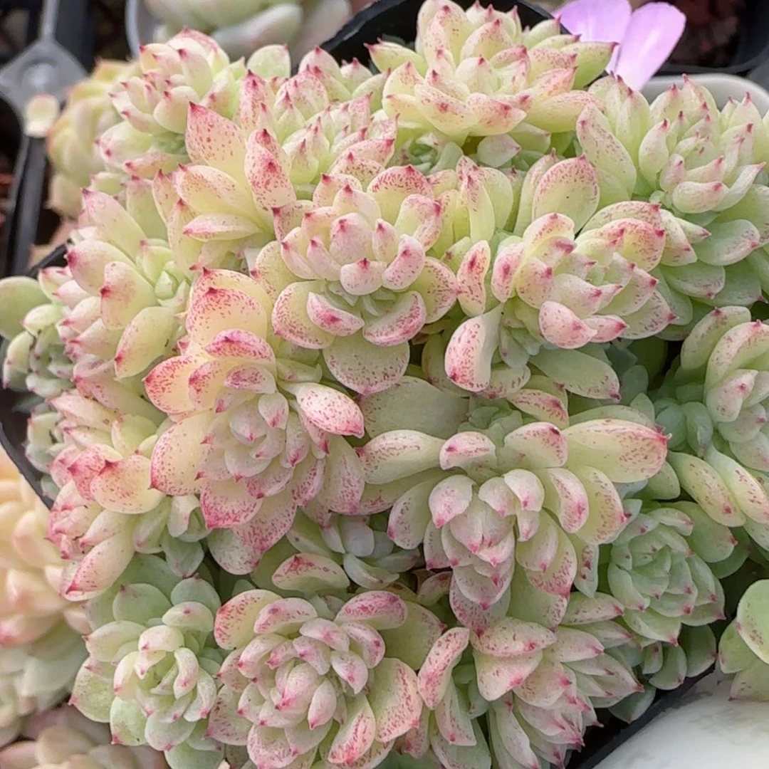 花语逸镜0206-717散