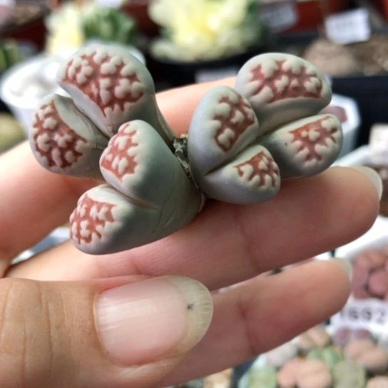 1261，粉红豹群如图