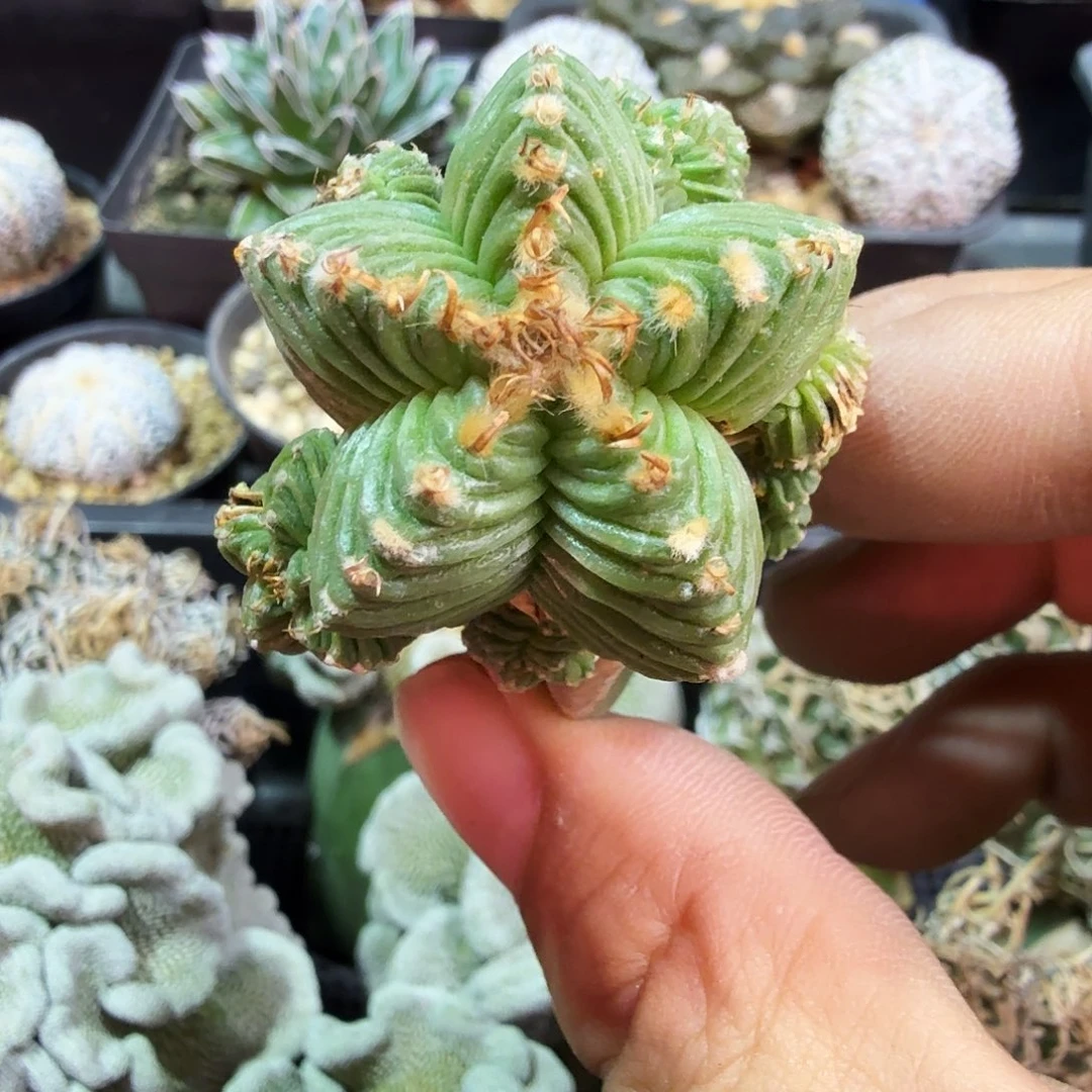 苗接花笼多肉植物
