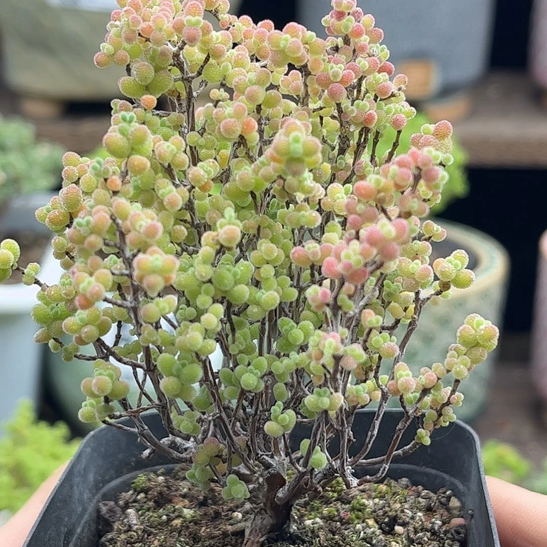 38蜜桔糖球优选枝干番杏