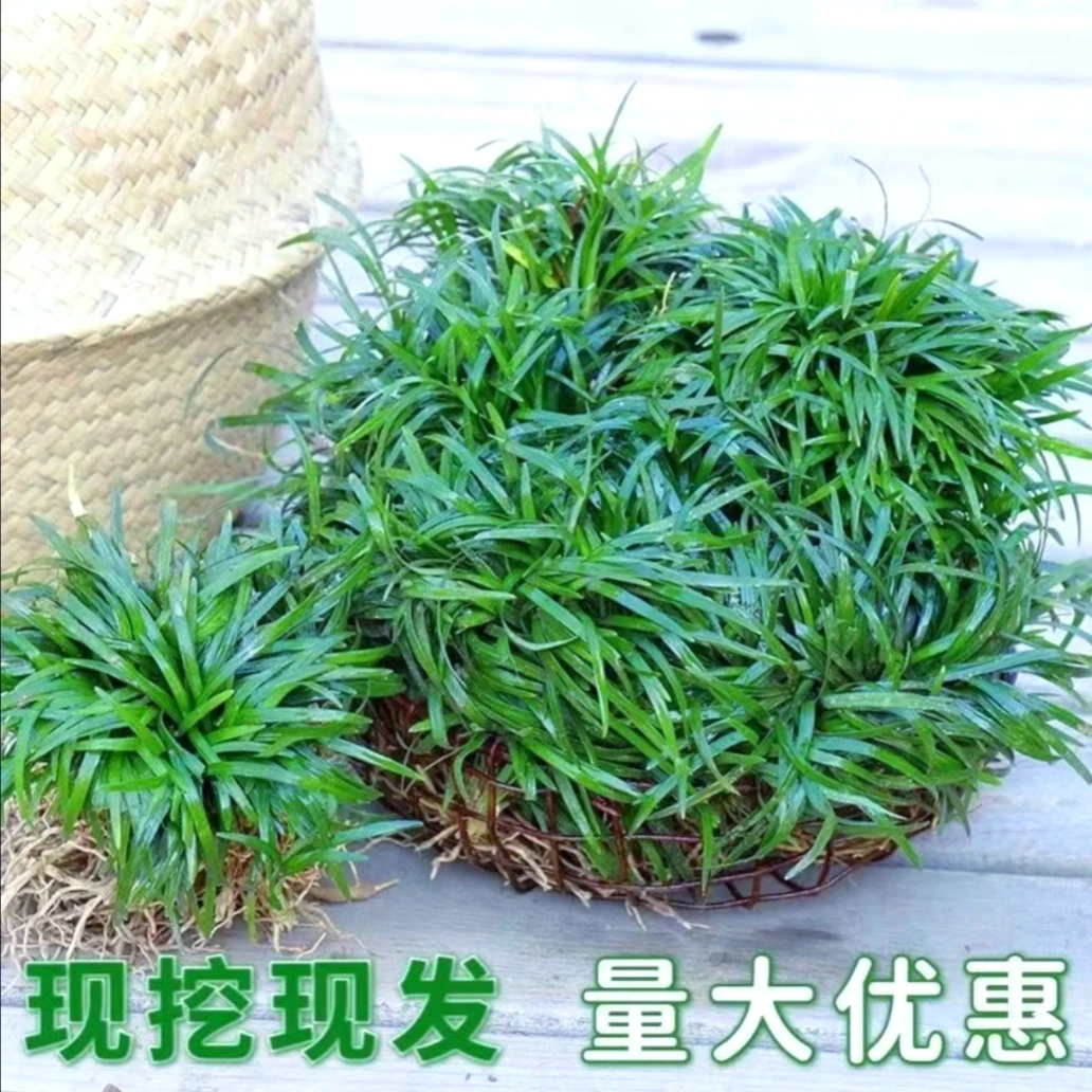 矮麦冬草庭院玉龙草苗耐寒践踏园林绿化苗木草坪植物金边麦冬草