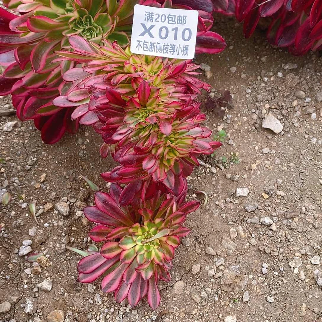 宝*姐010祝融缀化多肉法师锦