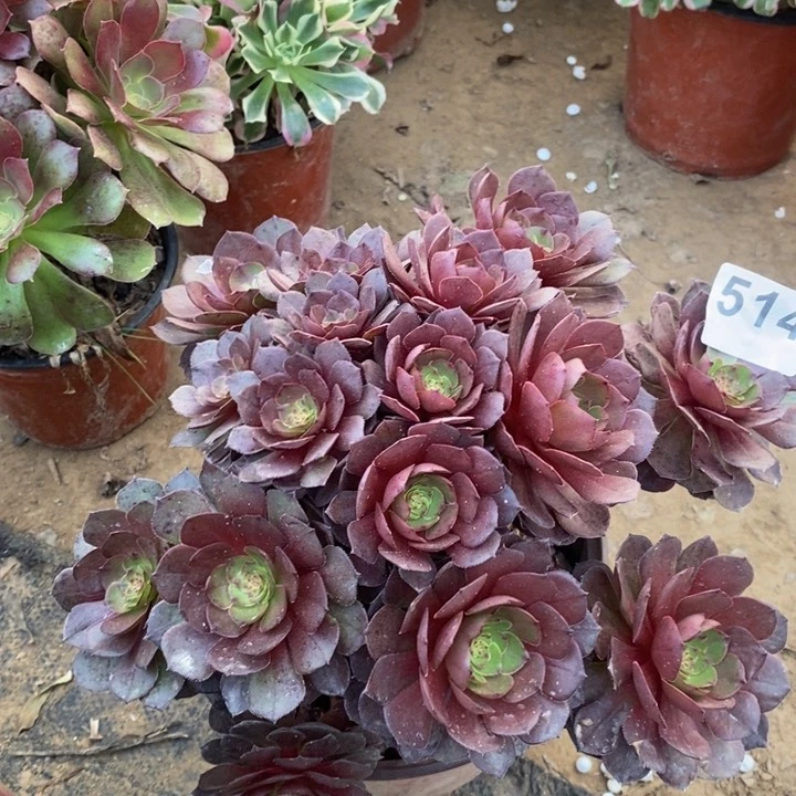 514赤炎链绣球多肉