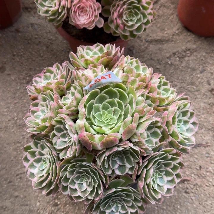 孔雀翎547多肉植物